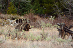 The Queen of Pligrim Creek