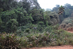 Elephant on the road to Lope