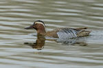 Garganey (male) side-on, Stratfield Brake, Oxfordshire