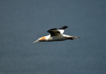 Gannet