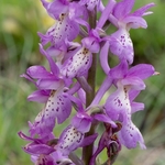 Hybrid Orchis - Orchis x colemanii ( Orchis mascula x O. pauciflora)