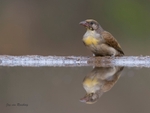 Honeyguide