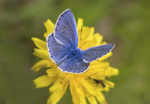 Common Blue