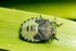 Green Shield Bug 1
