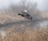 Mallard male in flight