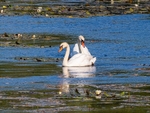 Mute Swans