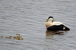 Eider