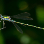 Emerald Damselfly