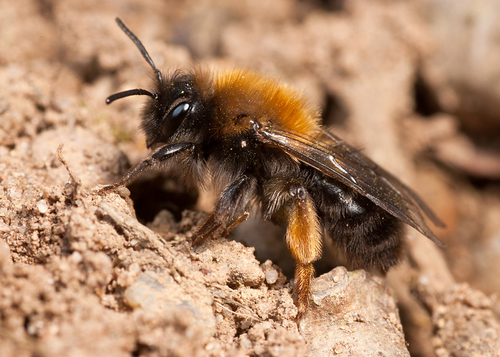 [i]Andrena clarkella[/i] female at her nest burrow.