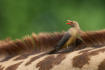 Red-billed Oxpecker on Thornicroft's giraffe