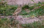 Tawny Pipit