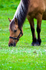 Horse - 9443