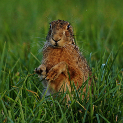 Brown Hare