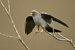 Red-footed Falcon  (m)