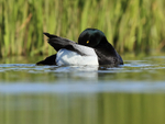 Scaup (male) preening, Iceland