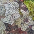 Lichen: Pyrenula nitida