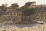 Yawning lioness early morning