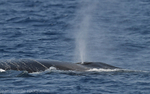 Le souffle du rorqual.