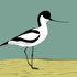 Avocet