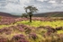 Tree and Heather