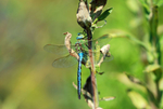 Emperor Dragonfly