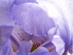 Iris 1005