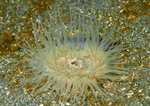Sagartiogeton undatus