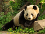 Giant Panda, Beijing Zoo, China