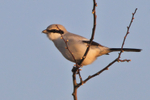 Great Grey Shrike portfolio
