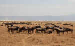 Widlebeeste Herd