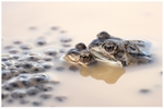 Frogs and Spawn