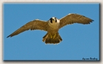 Peregrin Falcon