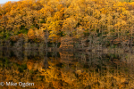 Loch Ard Autumn Refections, 3