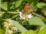 Meadow Brown