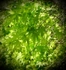 The Wonder Of New, Spring Leaves