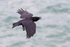Raven calling in flight at Durlston