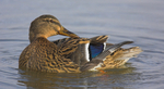 Female Mallard