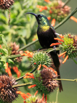 Bronze Sunbird portfolio