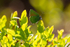 Green Hairstreak butterfly