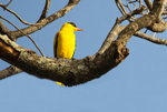 African Golden Oriole.