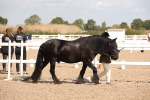 SBM_03380