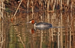 Great Crested Grebe