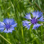 cornflowers (Centaurea cyanus)