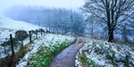 Path through Macclesfield Forest (1)
