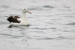 Royal Albatross, Pacific Ocean, Chile