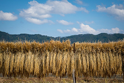Autumn Rice portfolio