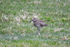 Whimbrel