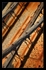 Wood and Needles