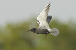 White-winged Black Tern