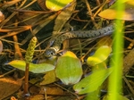 Grass Snake